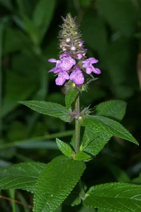 Image intitulée Stachys_palustris