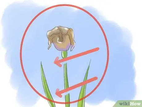 Image intitulée Take Care of Irises when Their Flowers Die Step 1