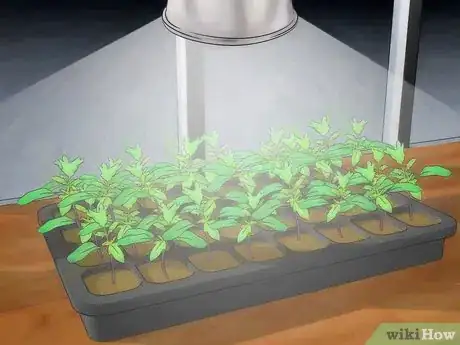 Image intitulée Grow Hydroponic Tomatoes Step 11