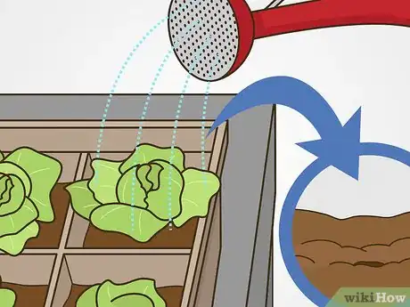 Image intitulée Grow Iceberg Lettuce Step 10