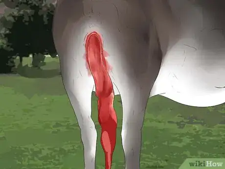 Image intitulée Tell if a Cow or Heifer Is About to Give Birth Step 14