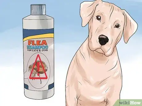 Image intitulée Rid Your Pet of Fleas Step 7