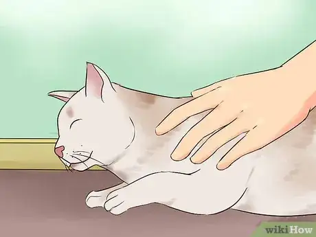 Image intitulée Get Your Cat to Know and Love You Step 6