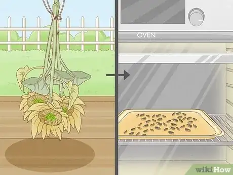 Image intitulée Grow Sunflowers Step 16