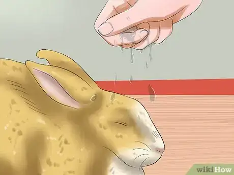 Image intitulée Treat Heat Stroke in Rabbits Step 2