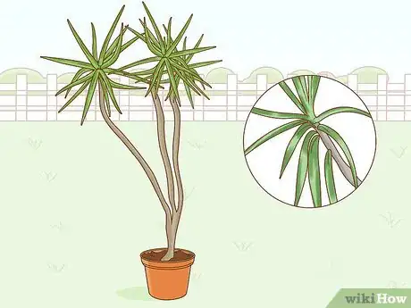 Image intitulée Care for a Madagascar Dragon Tree Step 4