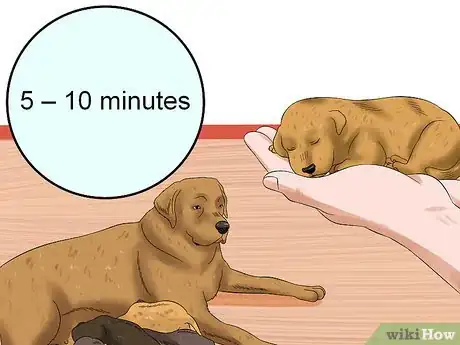 Image intitulée Determine the Sex of Puppies Step 3