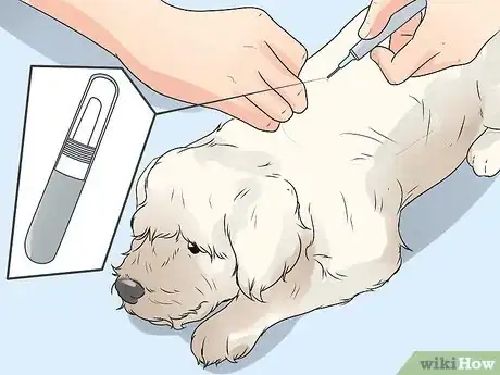 Image intitulée Care for a Maltese Dog Step 20