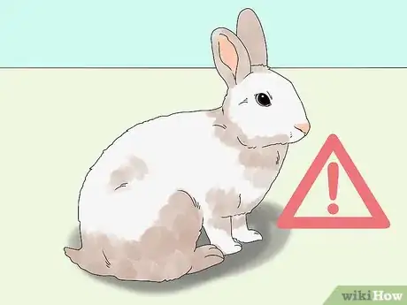 Image intitulée Pick up a Rabbit Step 8