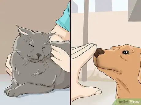 Image intitulée Introduce a Cat to a Dog Step 2