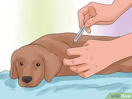 Image intitulée Be a Good Dog Owner Step 2