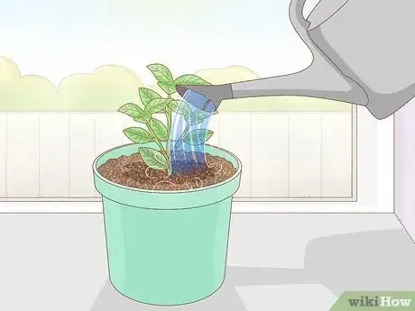 Image intitulée Grow Gardenia from Cuttings Step 14