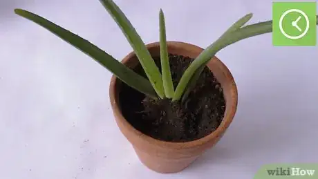 Image intitulée Plant Aloe Vera Step 22