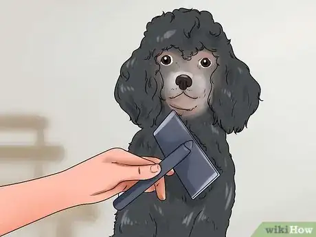 Image intitulée Be a Good Dog Owner Step 6