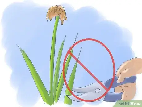 Image intitulée Take Care of Irises when Their Flowers Die Step 7