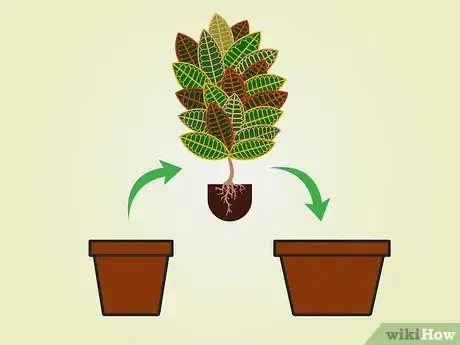 Image intitulée Care for a Croton Plant Step 10