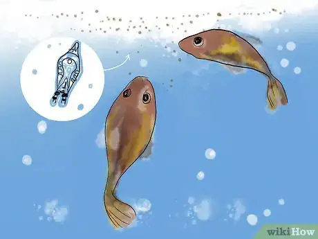 Image intitulée Breed Clownfish Step 12