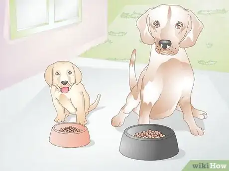 Image intitulée Feed a Dog Step 6