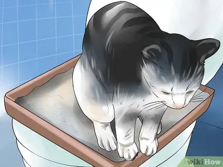 Image intitulée Toilet Train Your Cat Step 5