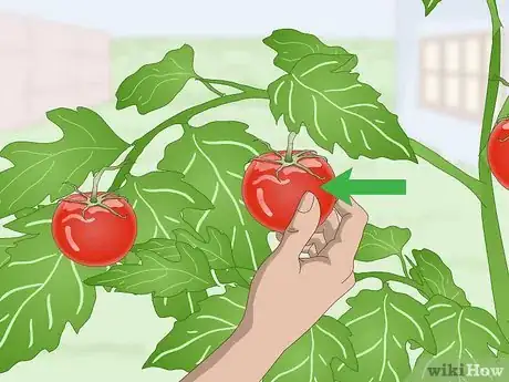 Image intitulée Pick Tomatoes Step 3