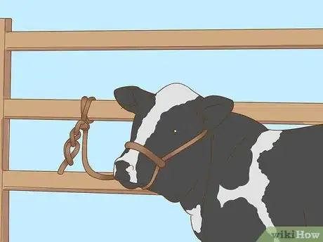 Image intitulée Milk a Cow Step 1