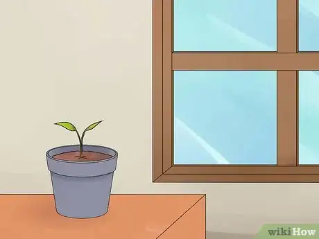 Image intitulée Grow Anthurium Plants Step 15