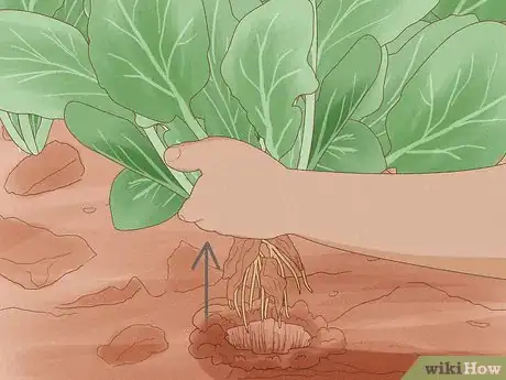 Image intitulée Grow Spinach Step 18
