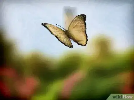 Image intitulée Raise Butterflies Step 13