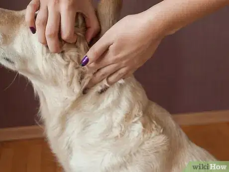 Image intitulée Use Coconut Oil for Flea & Skin Treatment on Dogs Step 4