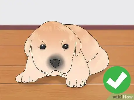 Image intitulée Take Care of Puppies Step 32