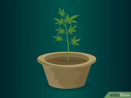 Image intitulée Grow Medical Marijuana Step 9