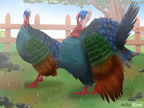 Image intitulée Sex Turkeys Step 1