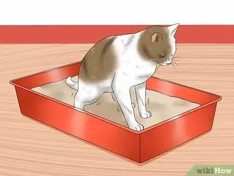 Image intitulée Give a Cat an Enema at Home Step 1