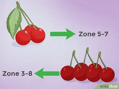 Image intitulée Plant Cherry Seeds Step 2