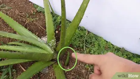 Image intitulée Plant Aloe Vera Step 15