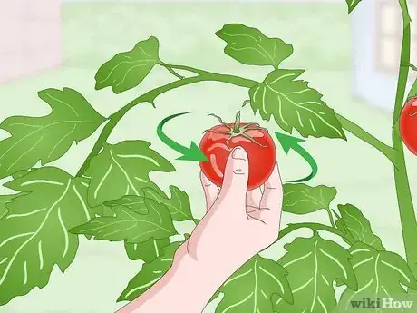 Image intitulée Pick Tomatoes Step 7