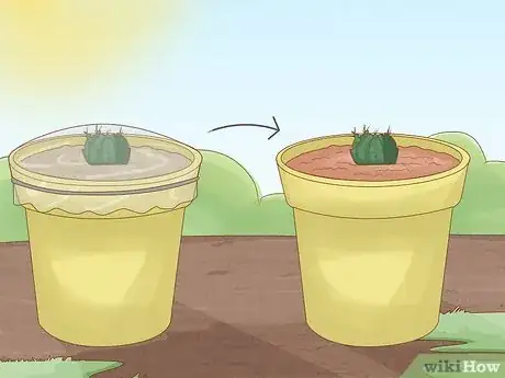 Image intitulée Grow a Cactus Step 7