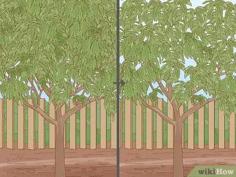 Image intitulée Prune a Fruit Tree Step 7