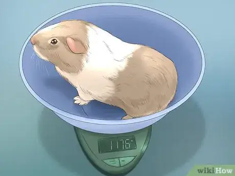 Image intitulée Care for Guinea Pigs Step 19