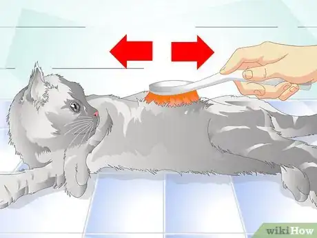 Image intitulée Get Rid of Cat Dandruff Step 6