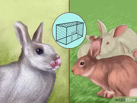 Image intitulée Treat Snuffles (Pasteurella) in Rabbits Step 9