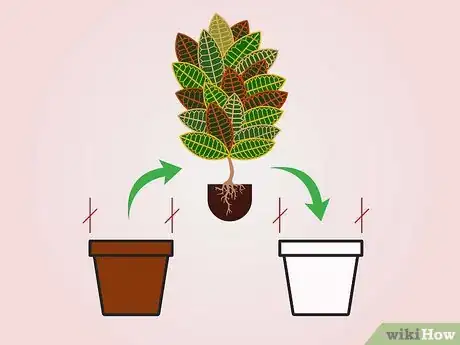 Image intitulée Care for a Croton Plant Step 11