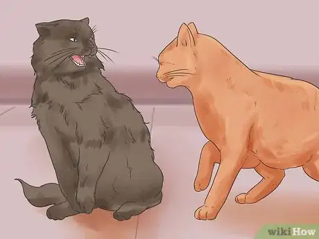 Image intitulée Bring a Second Cat Into the Family and Not Make Your Old Cat Upset Step 12