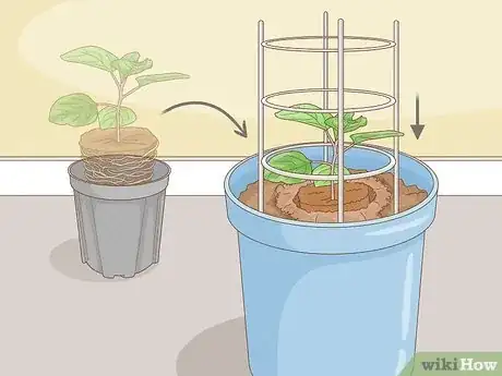 Image intitulée Grow Eggplants in Pots Step 20