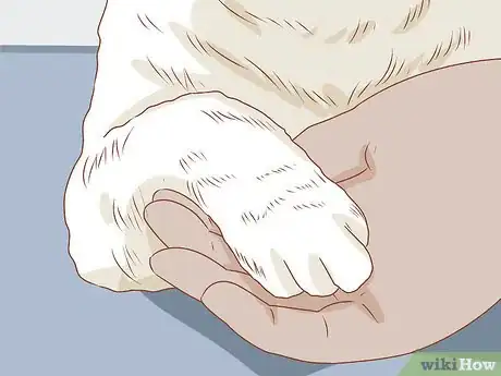 Image intitulée Trim Your Cat's Nails Step 17