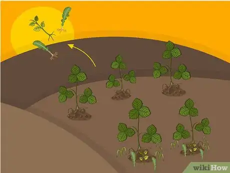 Image intitulée Grow Strawberries Step 18