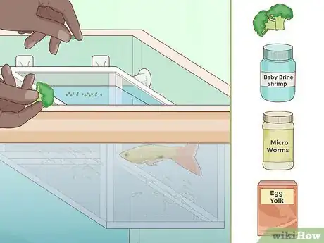 Image intitulée Feed Guppies Step 10