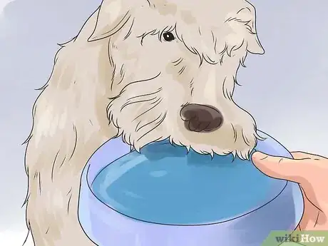 Image intitulée Be a Good Dog Owner Step 11