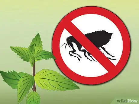 Image intitulée Control Fleas by Using Peppermint Step 1
