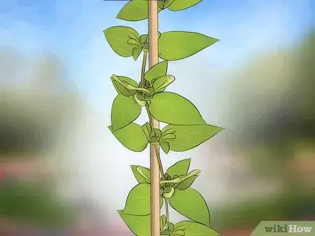 Image intitulée Grow Honeysuckle Step 8